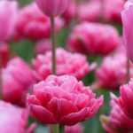 8 spring bulbs with pink flowers that you must have in your garden