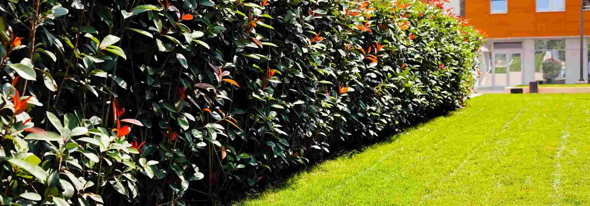 How to hide an unsightly hedge?