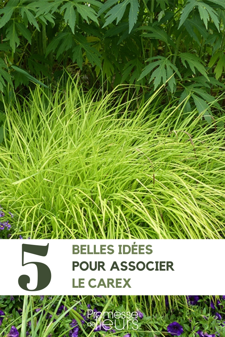 Carex: 5 Plant Combination Ideas Pairing Carex