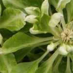 7 Original Flowering Clematis