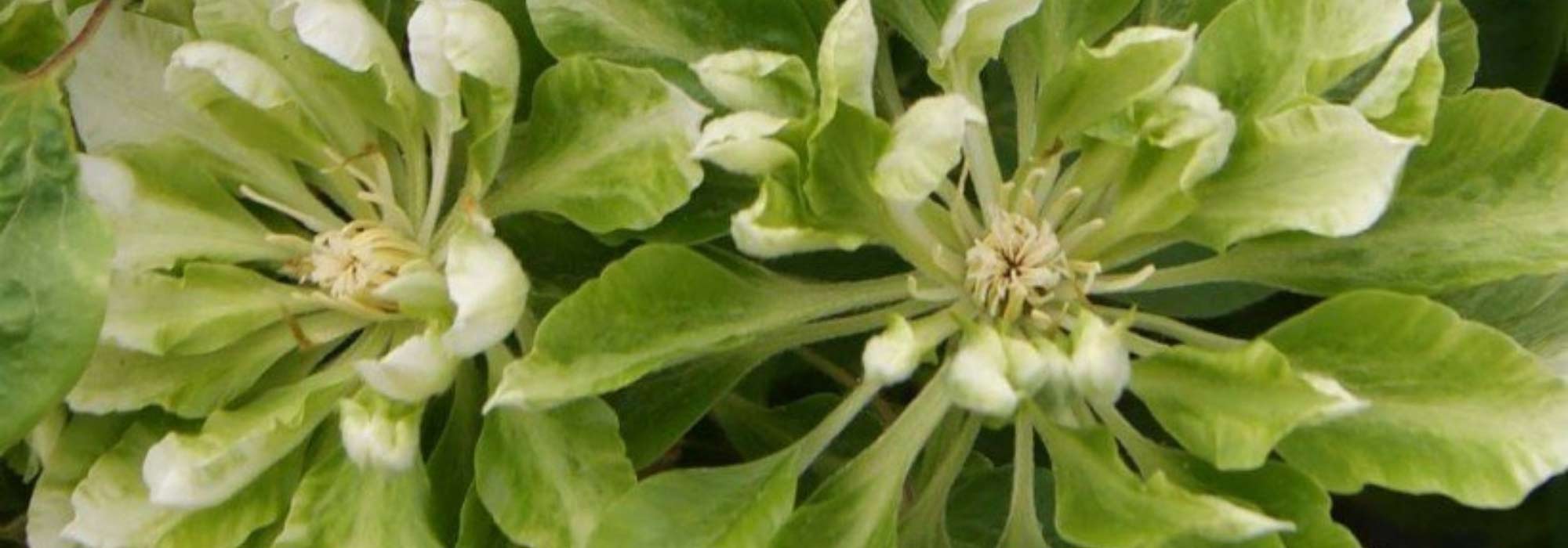 7 Original Flowering Clematis