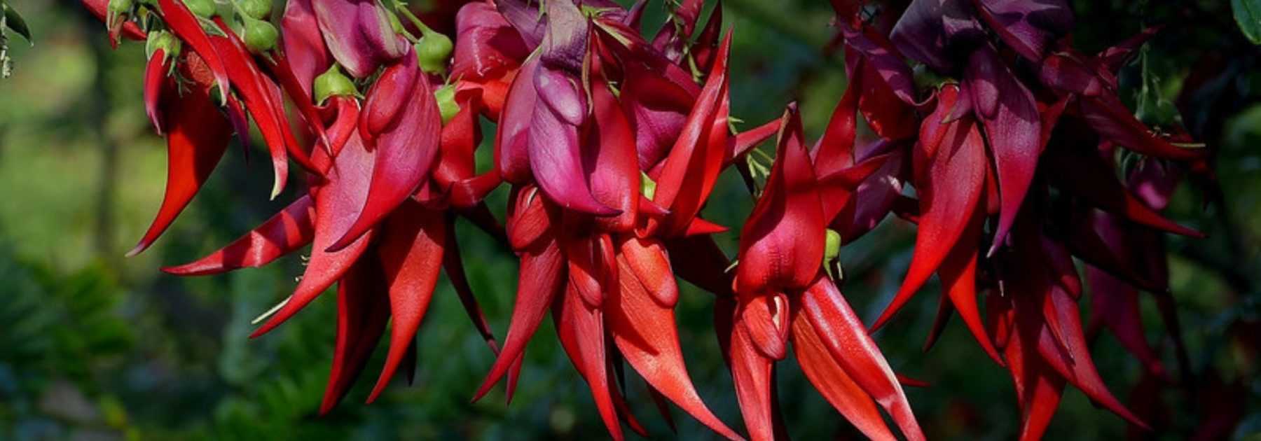 ### Clianthus puniceus, Lobster Claw: Planting and Growing

**Introduction**  
The *Clianthus puniceus*, commonly known as the Lobster Claw or Parrot's Beak, is a striking ornamental plant native to New Zealand. Its vibrant red flowers, resembling lobster claws, make it a standout addition to any garden. This guide will walk you through the essentials of planting and caring for this unique plant.

---

#### **Planting**  
1. **Location**  
   - Choose a sunny or partially shaded spot with well-draining soil.  
   - Protect the plant from strong winds, as its delicate stems can be damaged.  

2. **Soil Preparation**  
   - Ensure the soil is rich in organic matter.  
   - If planting in pots, use a high-quality potting mix with good drainage.  

3. **Planting Steps**  
   - Dig a hole twice the size of the root ball.  
   - Place the young plant in the hole and backfill with soil, gently firming it down.  
   - Water thoroughly after planting.  

---

#### **Care and Maintenance**  
1. **Watering**  
   - Keep the soil consistently moist but not waterlogged.  
   - Reduce watering during the winter months.  

2. **Fertilising**  
   - Feed with a balanced fertiliser in spring and summer to encourage blooming.  

3. **Pruning**  
   - Prune lightly after flowering to maintain shape and promote new growth.  

4. **Pests and Diseases**  
   - Watch for aphids and scale insects. Treat with insecticidal soap if necessary.  

---

#### **Winter Care**  
- In colder regions, protect the plant from frost by moving it indoors or covering it with horticultural fleece.  

---

**Conclusion**  
With its exotic blooms and relatively easy care, the *Clianthus puniceus* is a rewarding choice for gardeners looking to add a touch of the unusual to their outdoor space. Follow these tips to ensure your Lobster Claw thrives year after year.