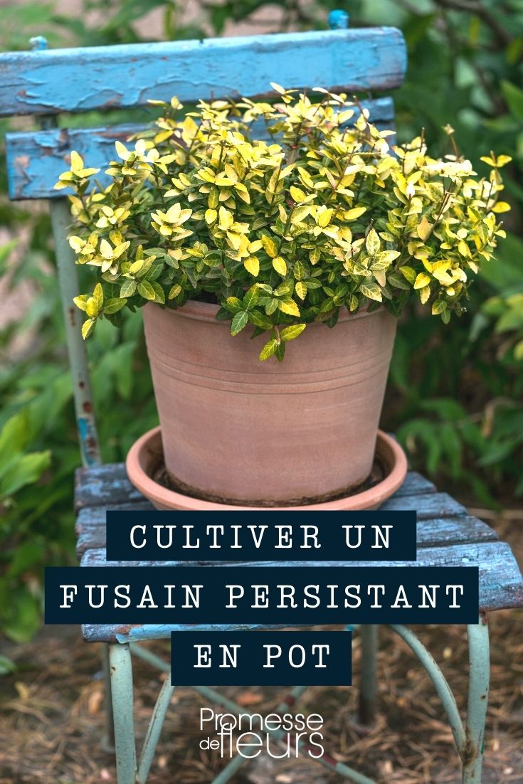 Growing an Evergreen Euonymus in a Pot