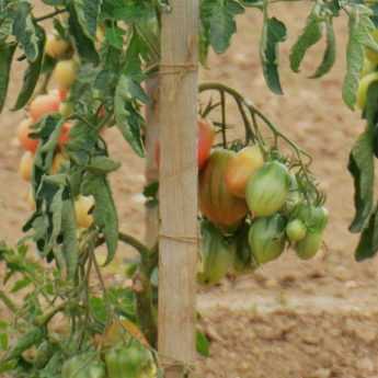 Making tomato supports