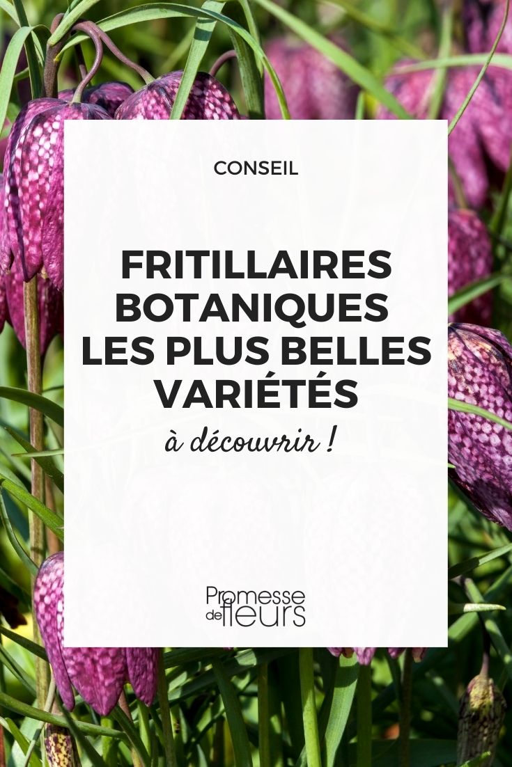 Botanical Varieties of Fritillaries