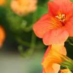 7 climbing plants with orange flowers to have in your garden