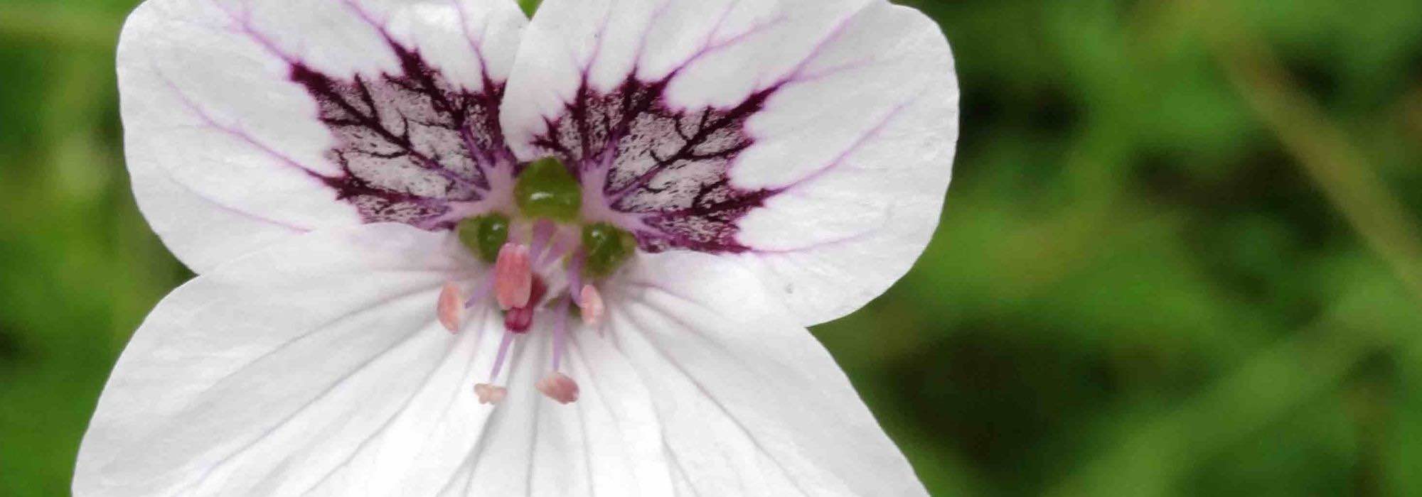 Associate the Erodiums