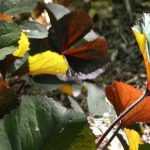 Choosing a Ligularia