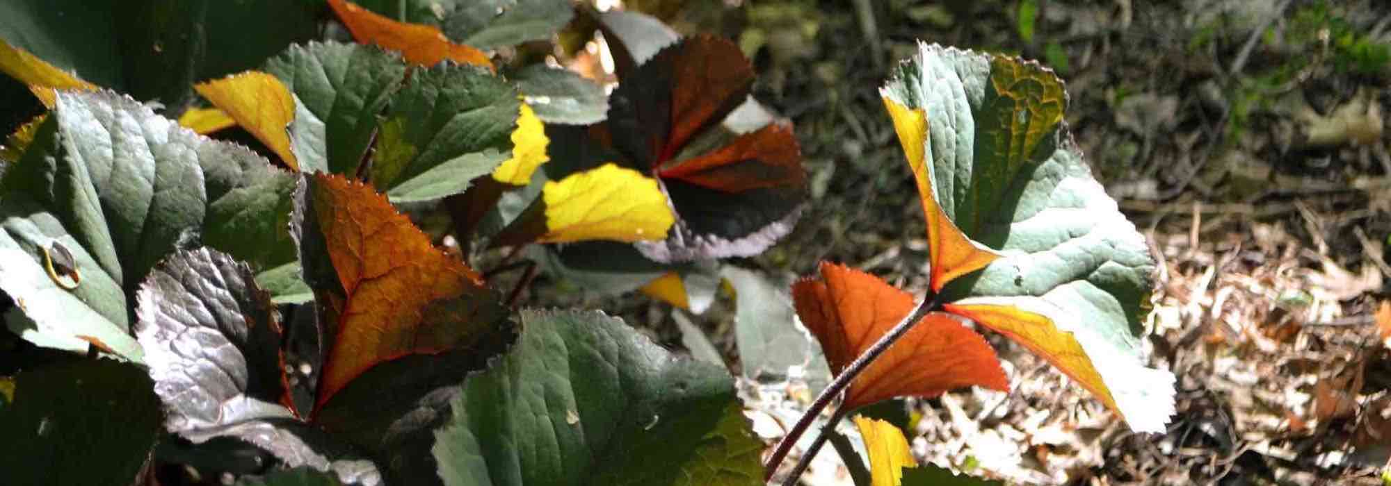 Choosing a Ligularia