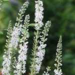 Associate the Lysimachia