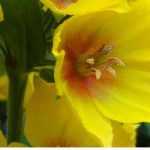 Choosing a Lysimachia