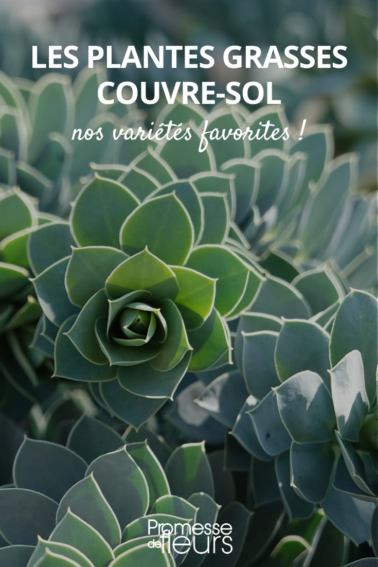 succulent ground covers