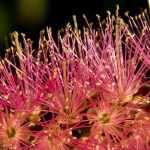 Diseases and pests of Callistemon