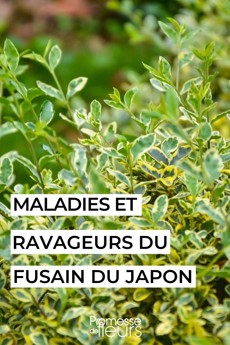 Diseases and Parasitic Issues of Japanese Spindle Euonymus fortunei