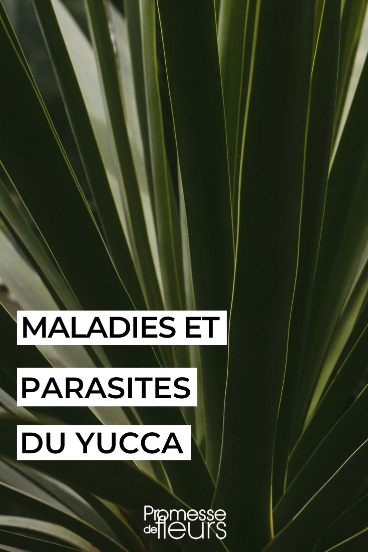 Diseases and Parasitic Issues of Ivy - Yucca Diseases and Parasitic Issues of Ivy - Yucca