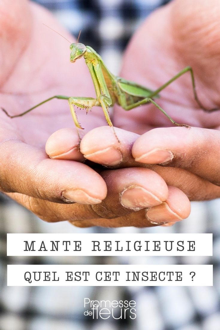 Praying Mantis: A Garden Insect