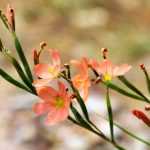 Moraea: Planting, Growing and Caring