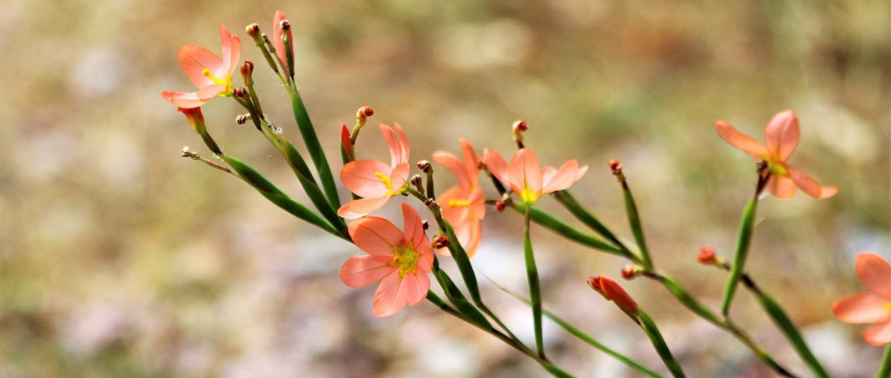 Moraea: Planting, Growing and Caring