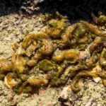 Nostoc commune or Moon's Spittle: what is it?