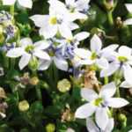 Pratia: Planting, Growing and Care