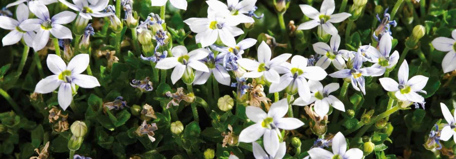 Pratia: Planting, Growing and Care