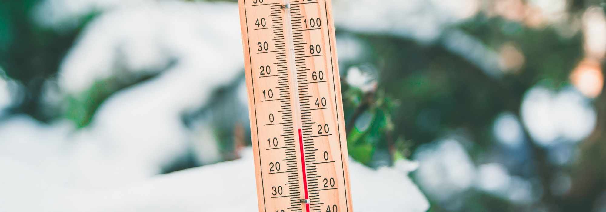 Late frosts, cold spring: what to do in the garden?