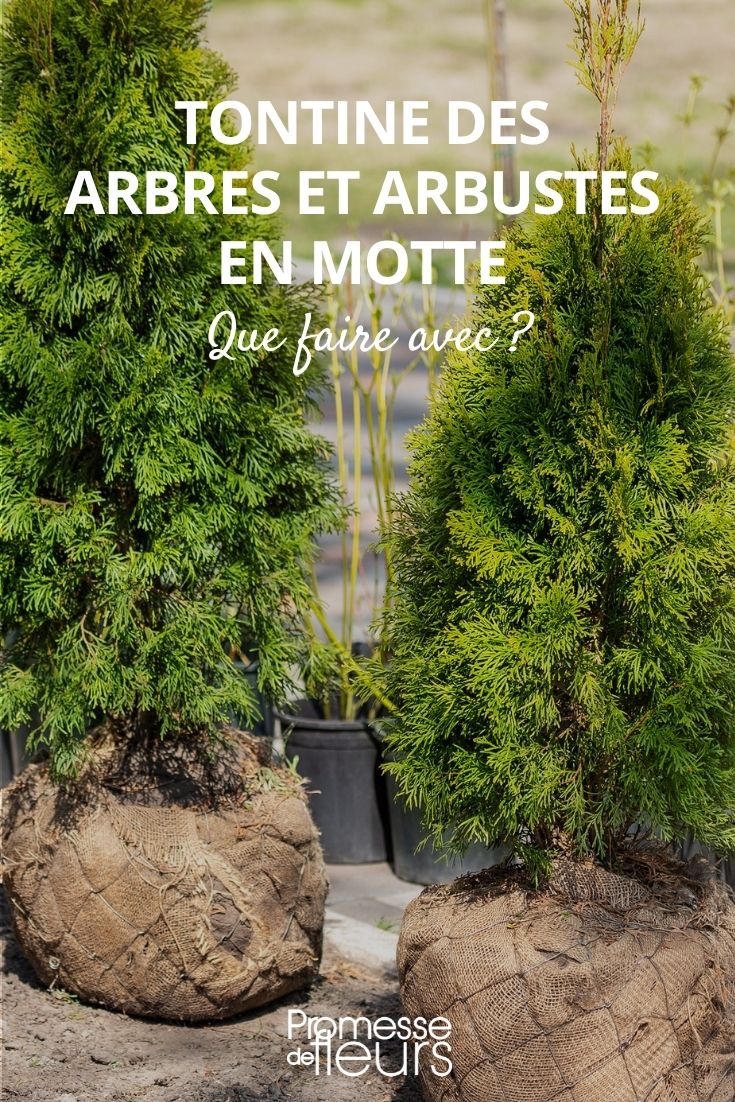 planting clump young plants plantation