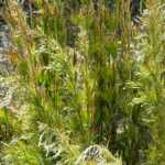 Rhodocoma: Planting, Growing and Caring