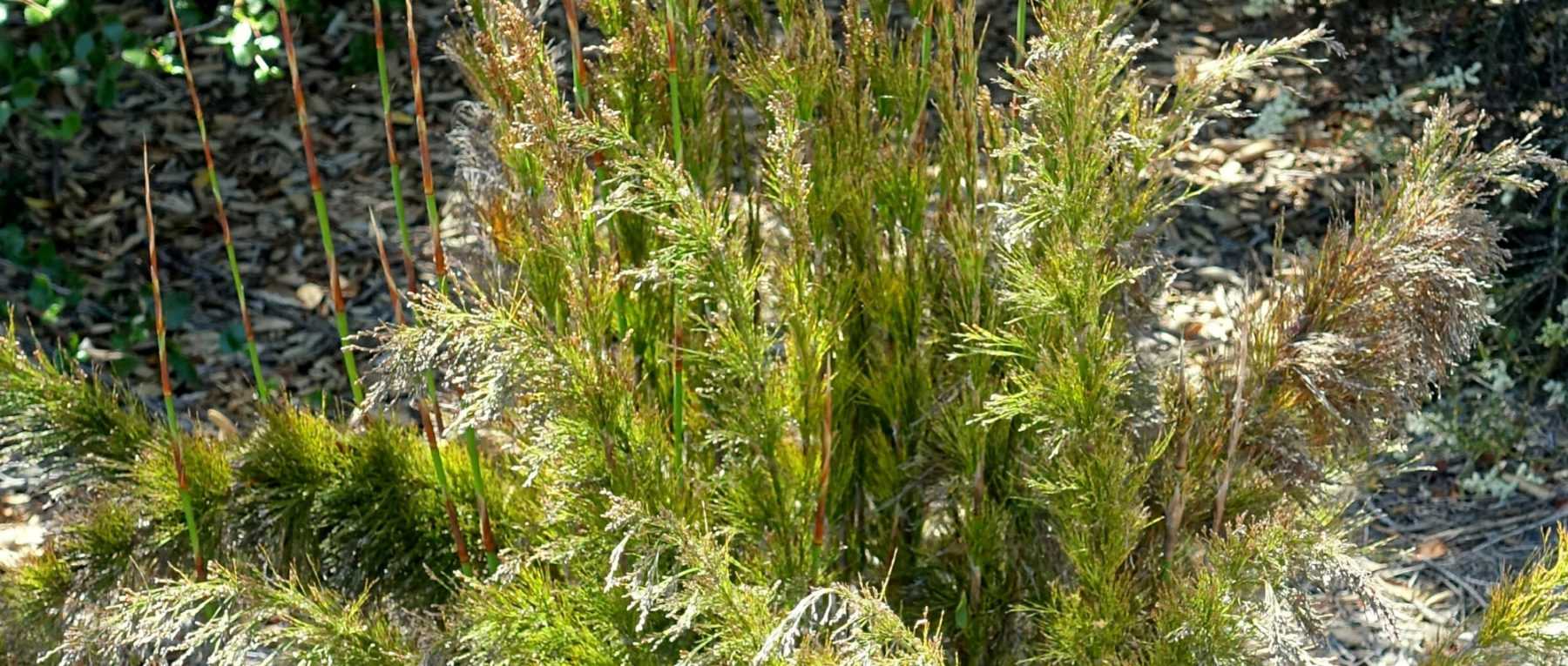 Rhodocoma: Planting, Growing and Caring
