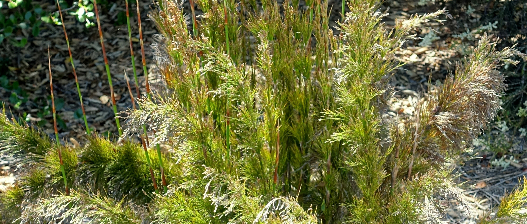 Rhodocoma : plant, cultivate and maintain