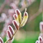 Willow: my three favourites this February