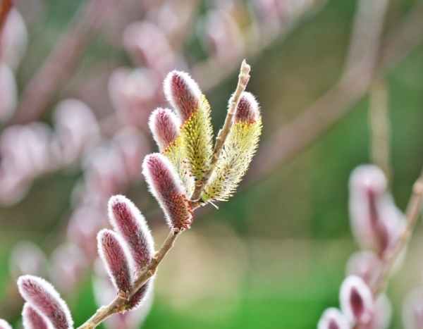 Willow: my three favourites in February