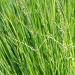 Sesleria: Planting, Growing and Care