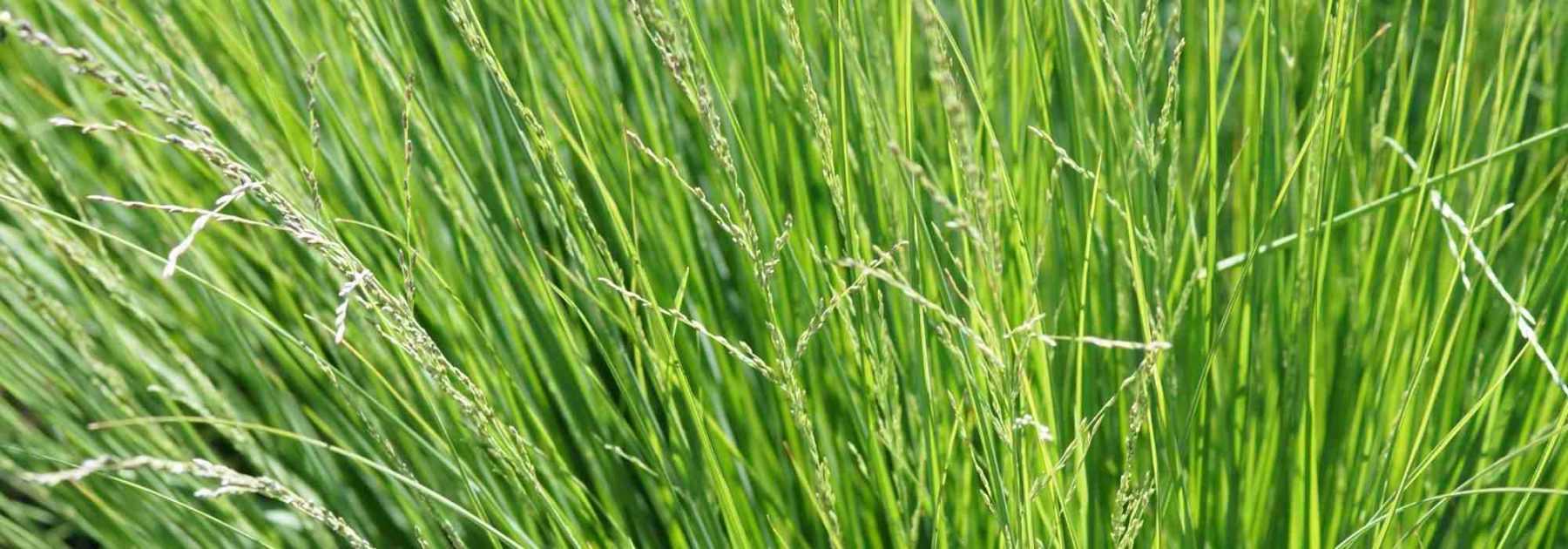 Sesleria: Planting, Growing and Care