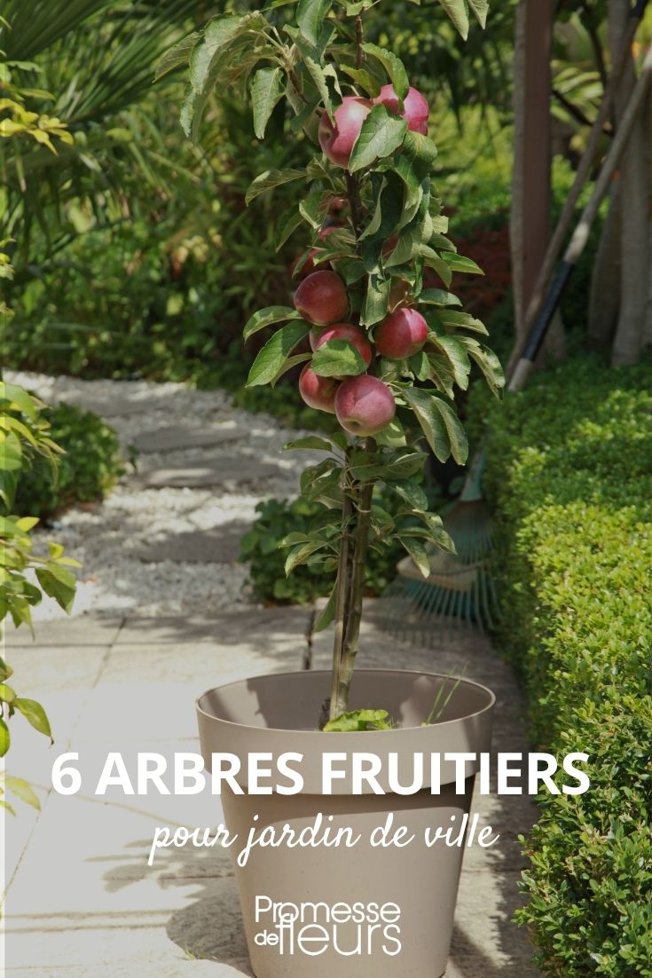 City Garden Fruit Trees City Garden Fruit Trees