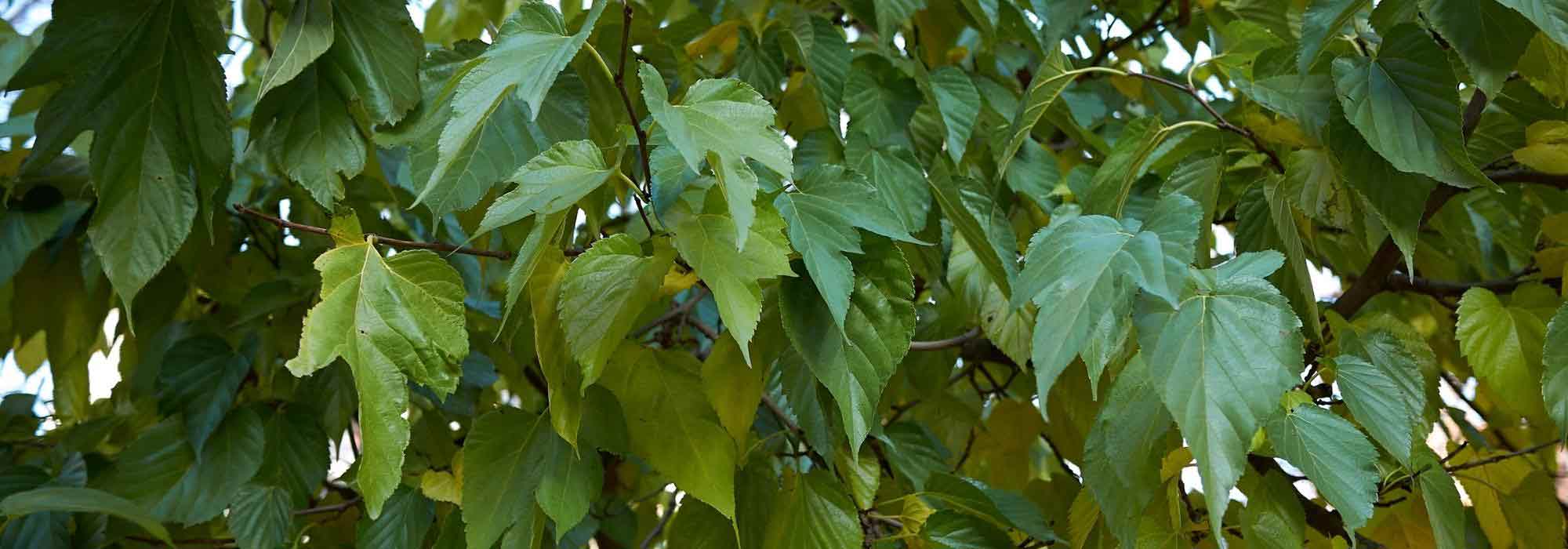 7 Cold and Drought-Resistant Trees