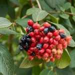7 toxic shrubs