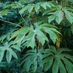 Tetrapanax: 5 Pairing Ideas