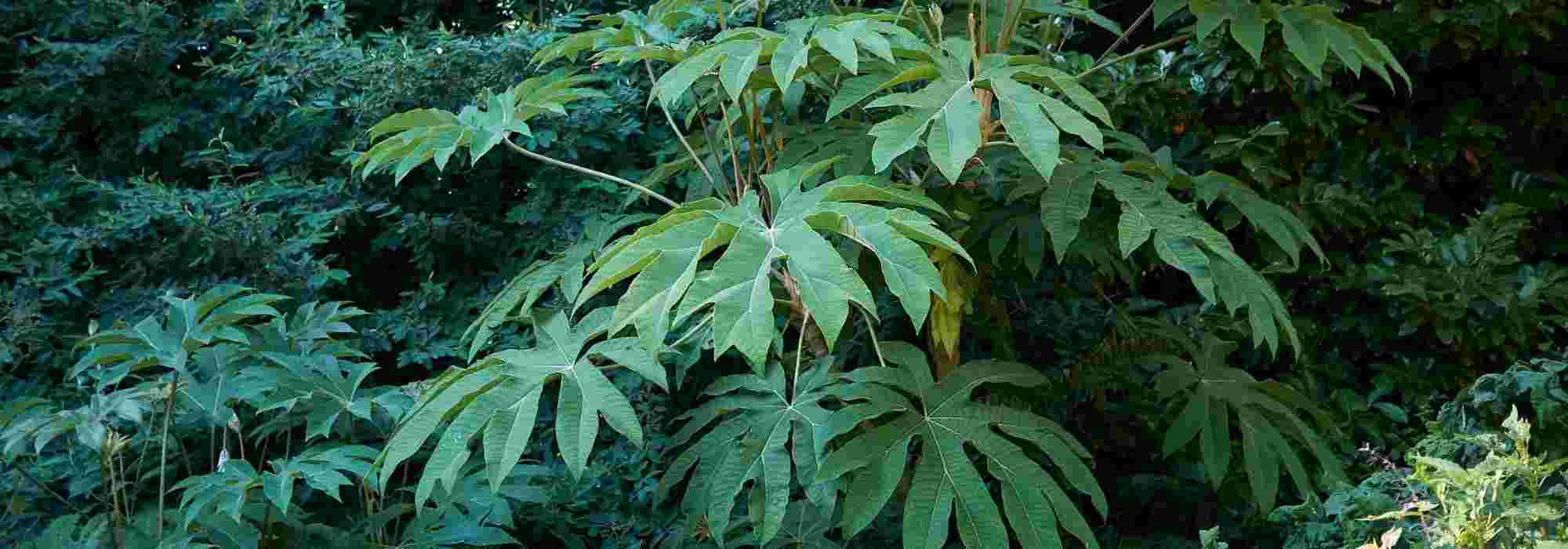 Tetrapanax: 5 Pairing Ideas
