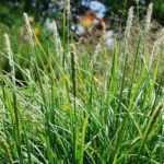 Sesleria: 7 Ideas for Pairing It