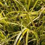 Associate the acorus