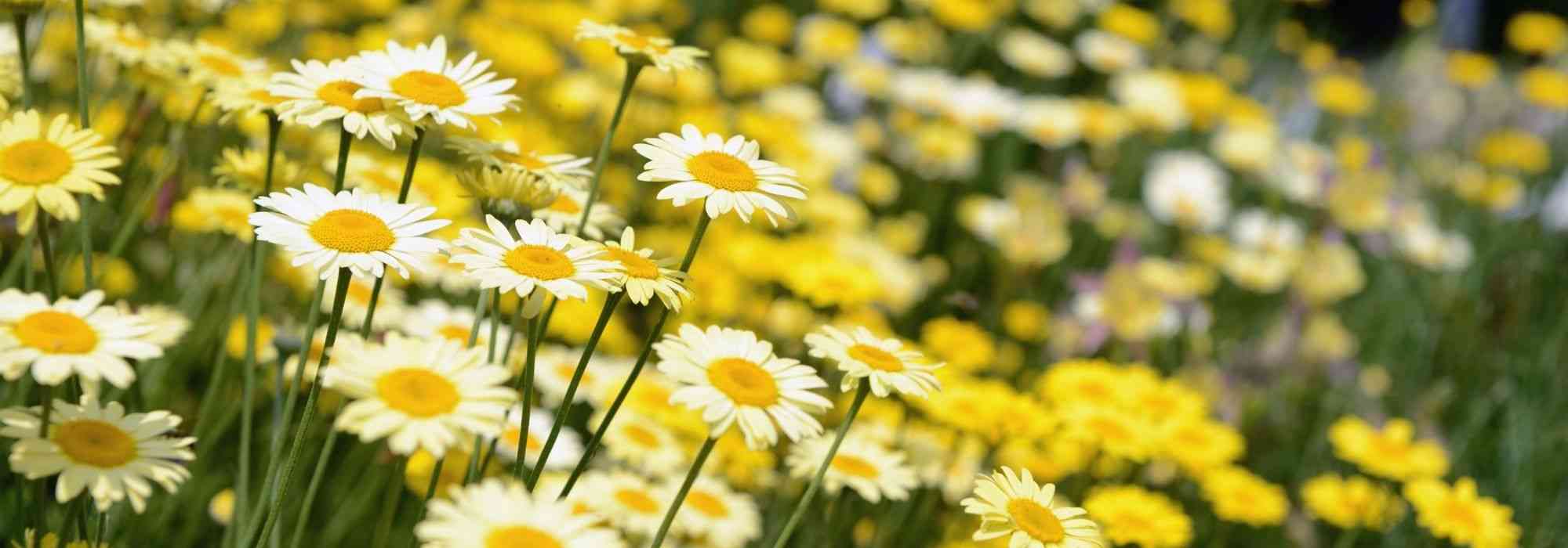 Associate the anthemis