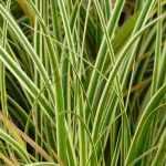 Carex: 5 Pairing Ideas