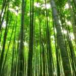 6 fast-growing bamboos