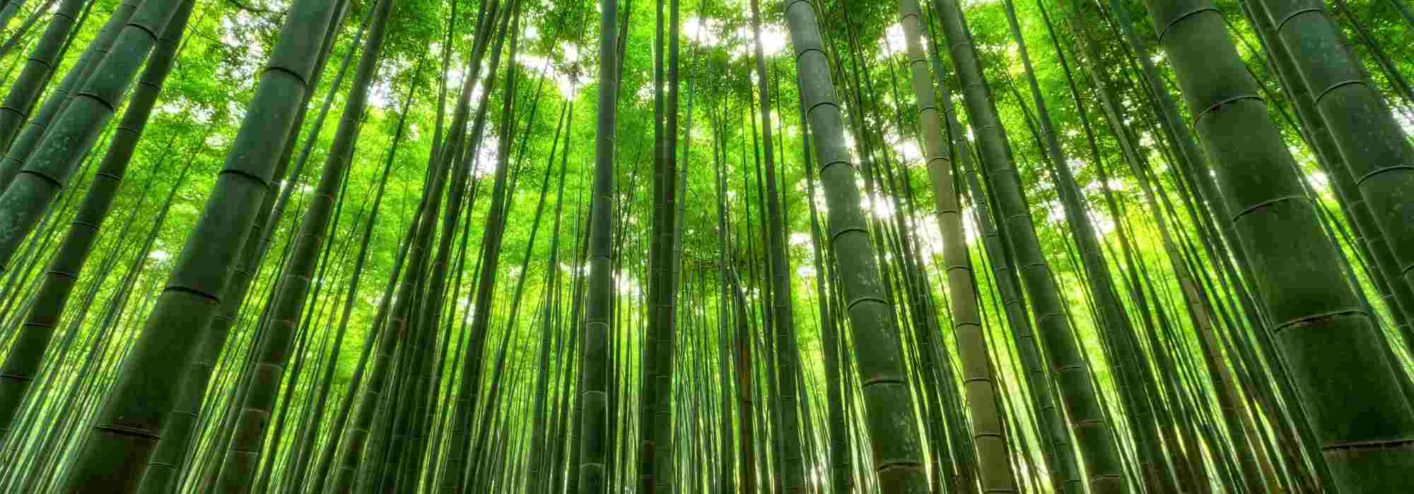 6 fast-growing bamboos