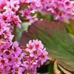 Bergenia: the 6 most beautiful varieties