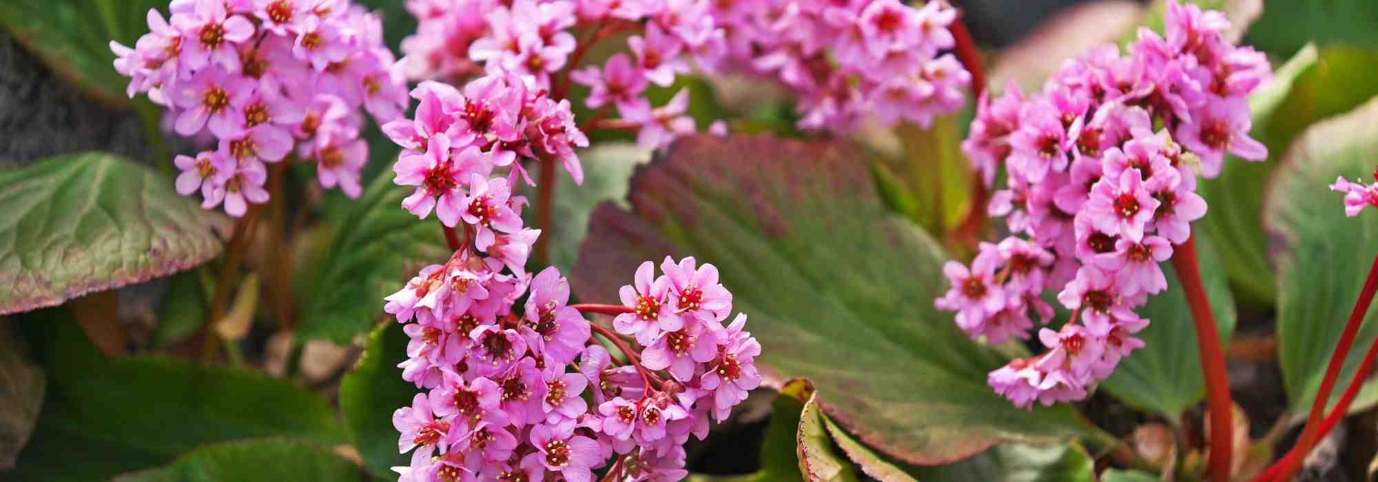Bergenia: the 6 most beautiful varieties