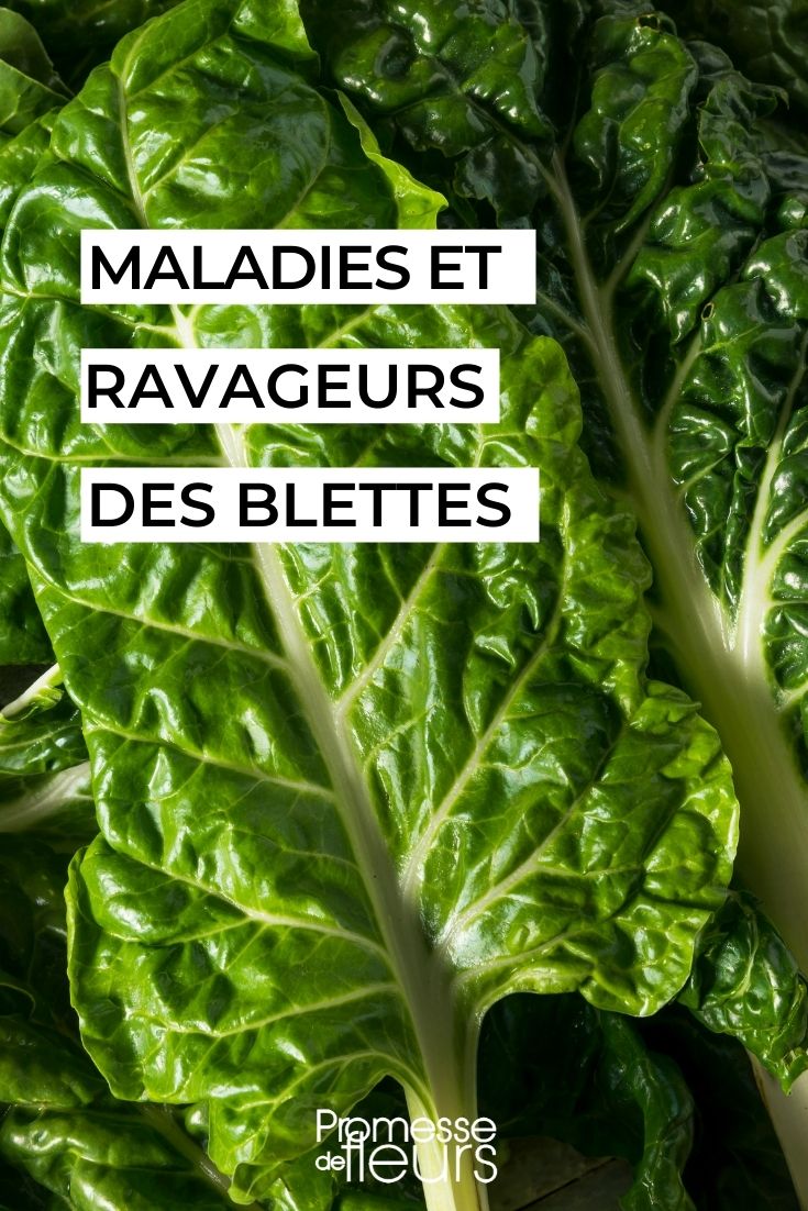 Over-ripe Diseases and Pests Over-ripe Diseases and Pests