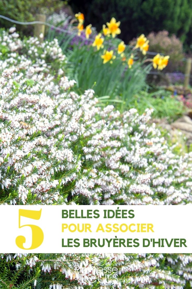 Winter Heather - Companion Planting Winter Heath - Pairing