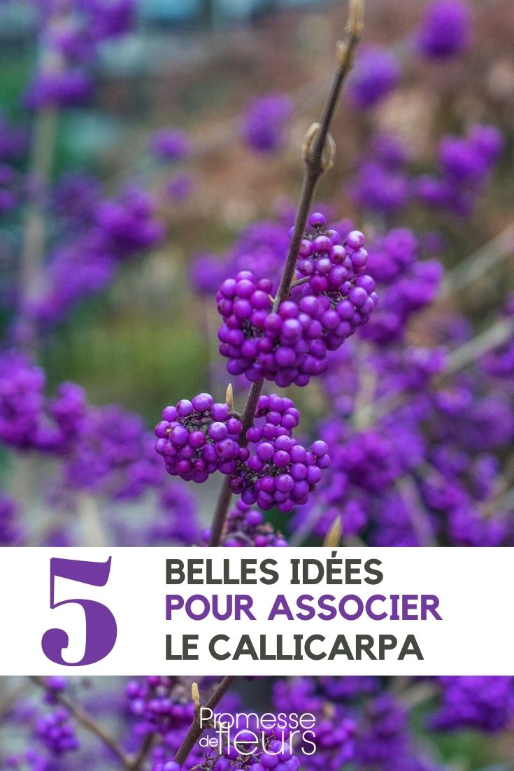 callicarpa-associer callicarpa-associer